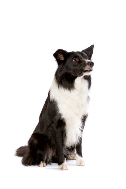 istock border collie sheepdog isolated on white 1298344591