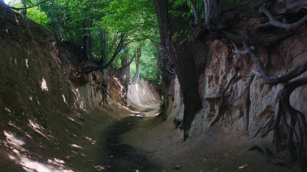 istock Loess ravine in Kazimierz Dolny, Poland 1298344742