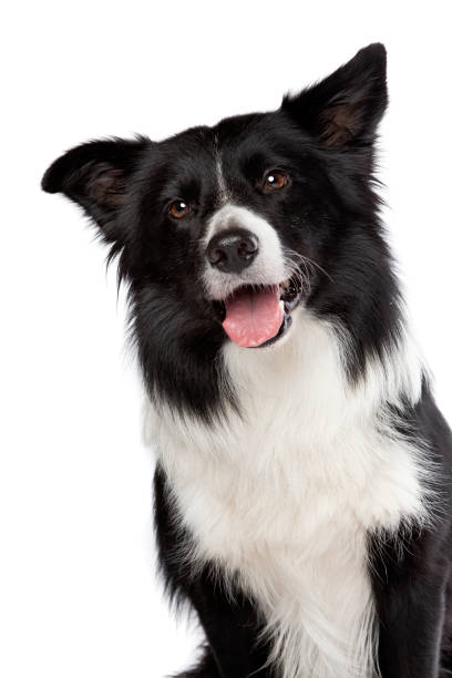 istock border collie sheepdog isolated on white 1298344766