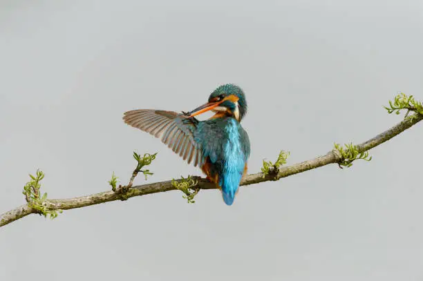 Photo of Kingfisher cleaning his wings (Alcedo atthis)