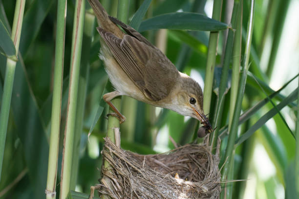 Reed warbler at nest (Acrocephalus scirpaceus) Reed warbler at nest (Acrocephalus scirpaceus) marsh warbler stock pictures, royalty-free photos & images