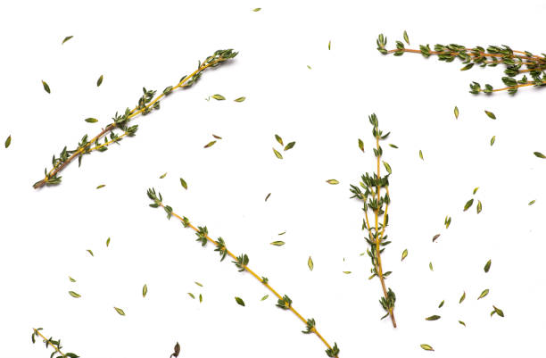 erba di timo da giardino fresca su sfondo bianco - homewares rustic herbal tea herb foto e immagini stock