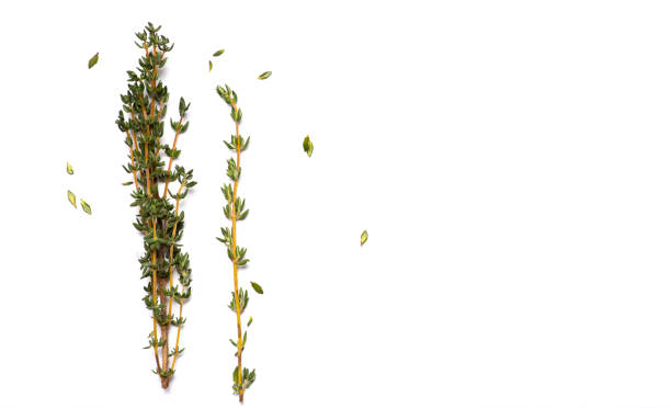 istock Fresh garden Thyme herb on white background 1298351017