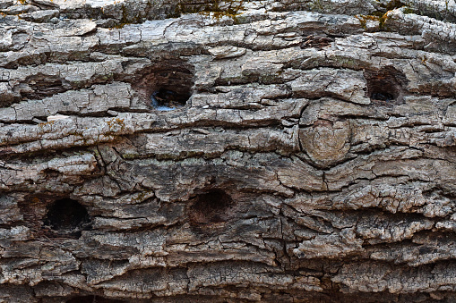 Bark of fallen white ash tree with woodpecker holes. The tree was infested with emerald ash borers, an introduced and invasive beetle that chews the wood under the bark. The borer has killed hundreds of millions of ash trees in North America since its discovery there in 2002.
