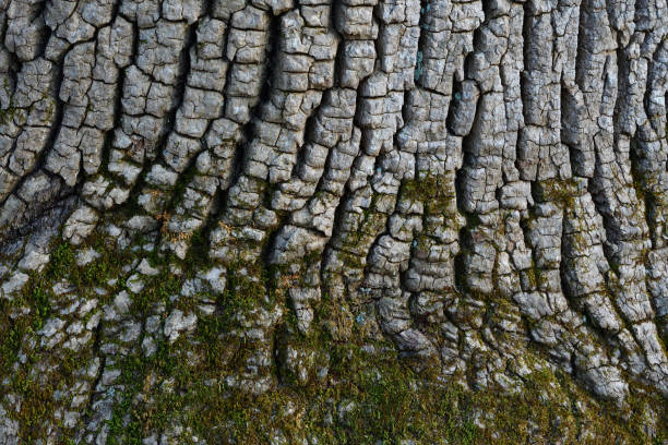 plan rapproché du tronc du frêne blanc - bark textured close up tree photos et images de collection