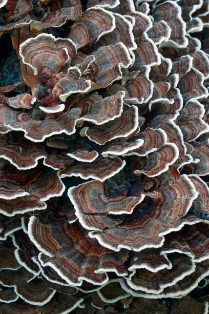 istock Closeup image of Turkey tail fungus 1298353973