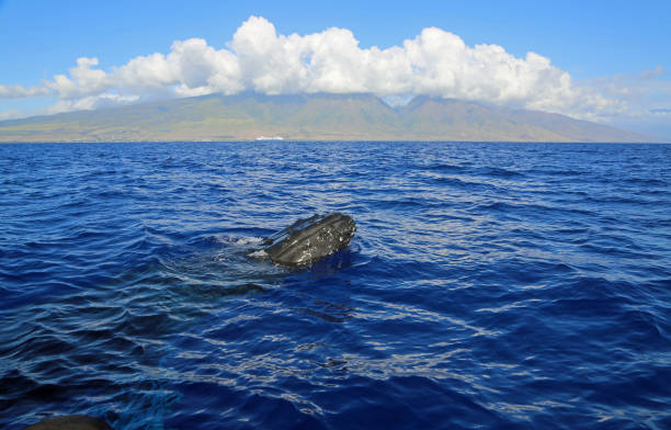 istock Maui and breaching Whale 1298354187