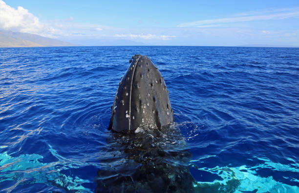 istock Whale head in blue water 1298354450