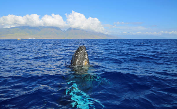 istock Breaching Whale and Maui 1298355095