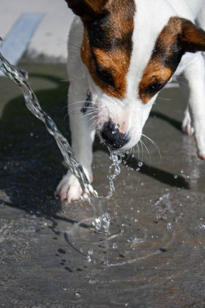 istock Dog biting at flowing water 1298356267