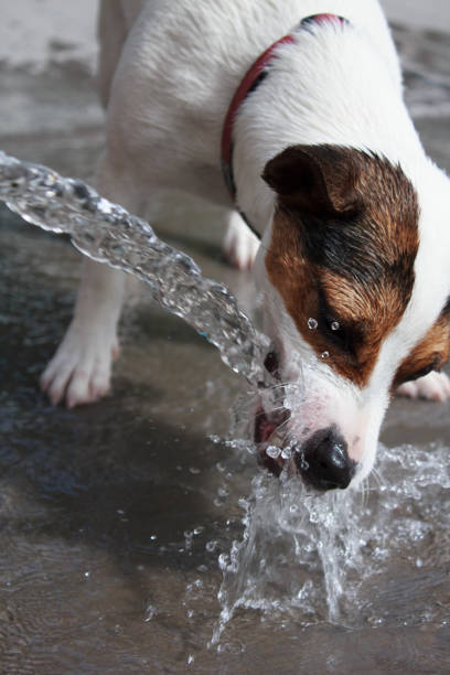 istock Dog biting at flowing water 1298356270