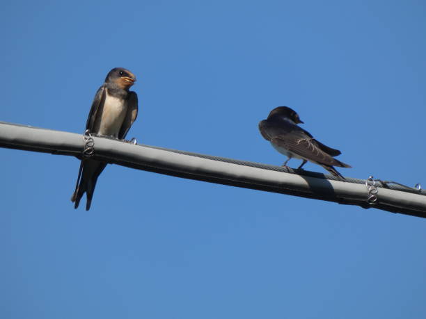istock Pair of swallows 1298358911