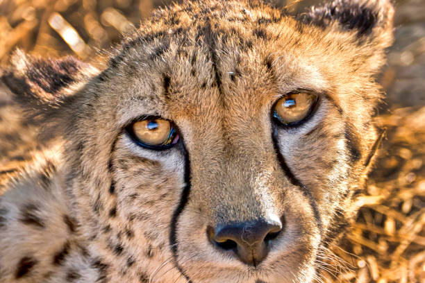istock Cheetah, Wildlife Reserve, South Africa 1298360186