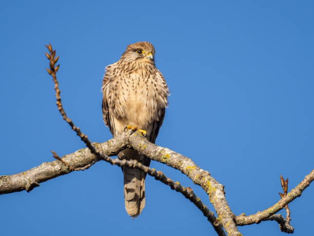 kestrel - kestrel hawk beak falcon stock-fotos und bilder