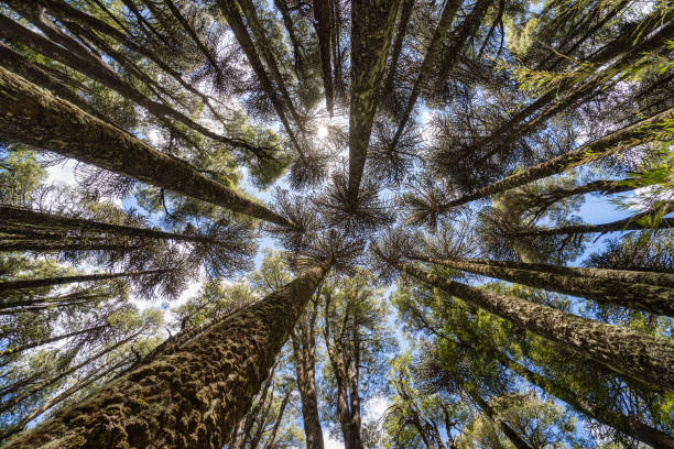 istock Araucaria forest in southern Chile 1298362863
