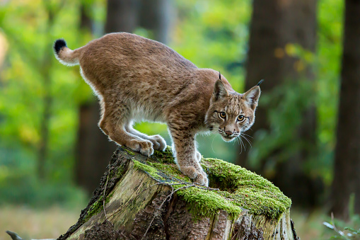 Eurasian lynx (Lynx lynx) relaxing in a forest.