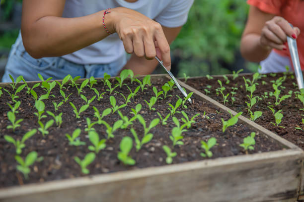 istock Two Unrecognizable farmer using hand seeder to check green sprouts growth quality 1298363398