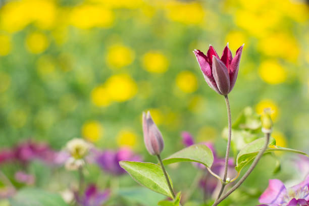 Clematis Rouge cardinal in garden