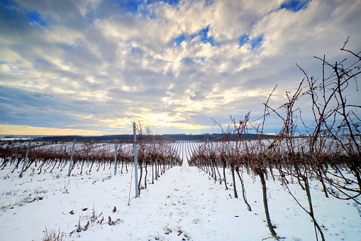 close-up of the vines of a vineyard in the Bergerac region in winter with frost on the branches