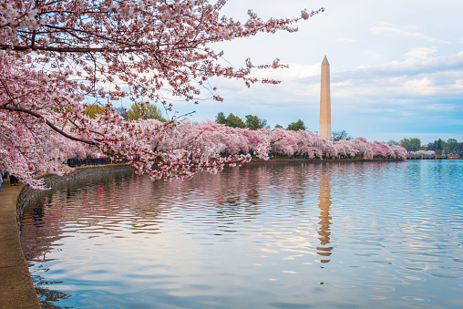 Washington DC; USA at the tidal basin with Washington Monument in spring season.