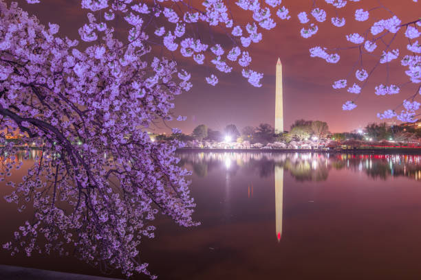 istock Washington DC, USA at the tidal basin with Washington Monument 1298365807
