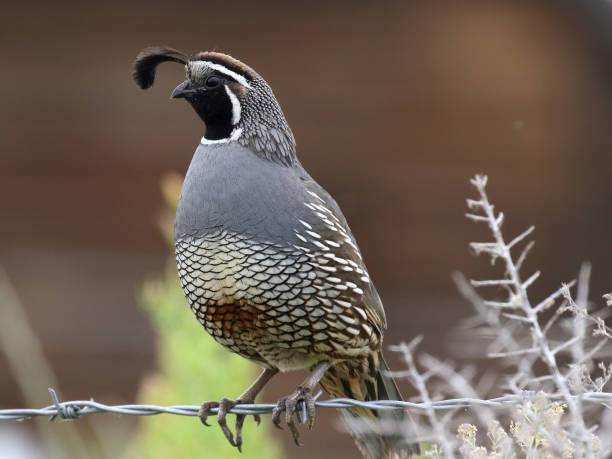 istock California Quail on a Wire 1298367208