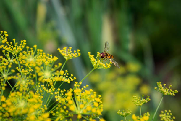 Dill flowers and bee close up on bright green blurred background, selected focus front view