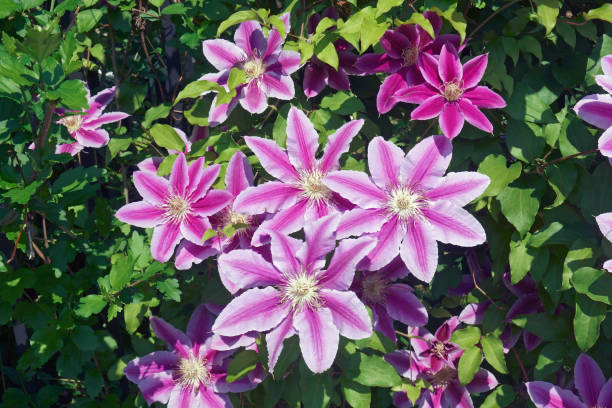 istock Barbara Jackman Clematis flowers 1298372200