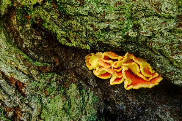 istock yellow orange chicken mushroom on a green tree 1298372514