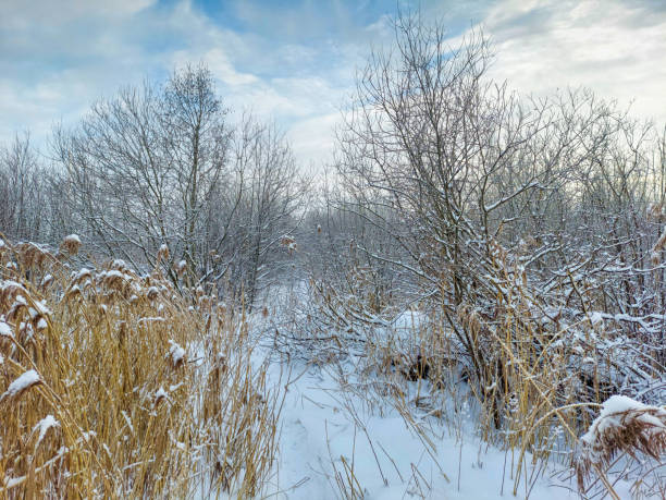 istock path in the winter forest after a heavy snowfall. Mobile Photo 1298373193