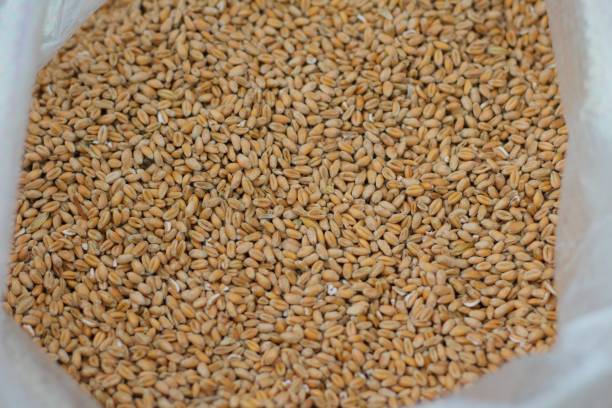 istock organically grown wheat grain to make flour 1298373510