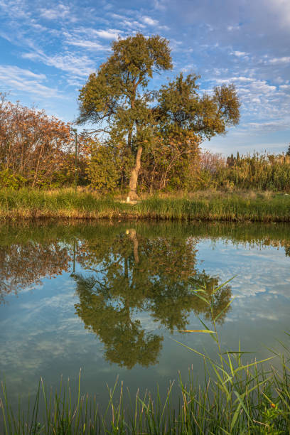 istock Solitary tree and its reflection on the bank of a river 1298378609