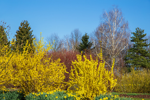 Yellow forsythia in spring