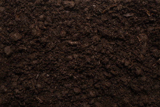 istock Black land for plant background. 1298382361