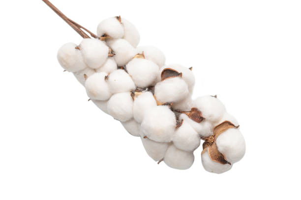 istock Cotton flower branch isolated on white background. 1298382394