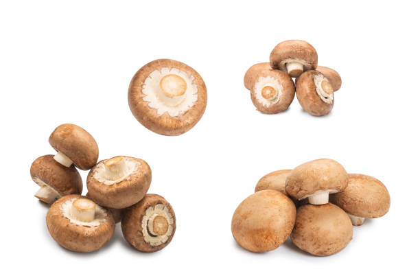 istock Tasty mushroom isolated on white background. 1298382448