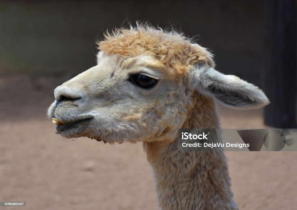 Alpaca with a funny face! Cute shaggy white alpaca with fur standing up. Alpaca Stock Photo