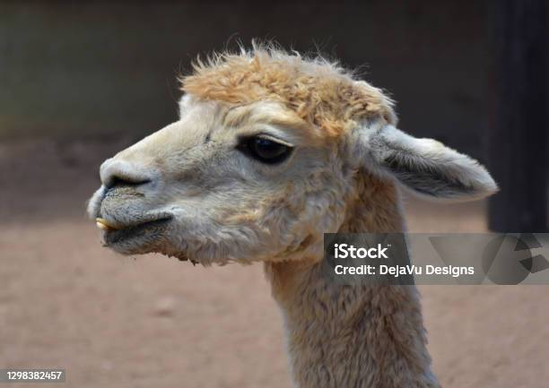 Alpaca With A Funny Face Stock Photo - Download Image Now - Alpaca, Animal, Animal Body Part