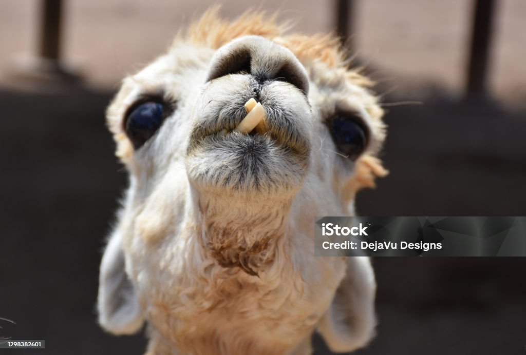 Alpaca with a funny face! Direct look into the face of a white alpaca. Alpaca Stock Photo