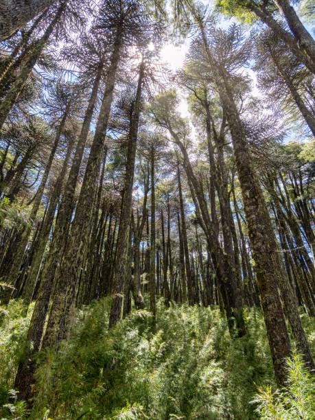 Araucaria forest in southern Chile Araucarias forest at Conguillio National Park in La Araucania region, east of Temuco, southern Chile araucaria araucana stock pictures, royalty-free photos & images