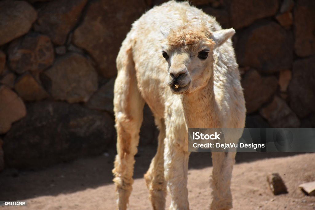 Alpaca with a funny face! Sunny day with a fluffy alpaca and his teeth showing. Alpaca Stock Photo