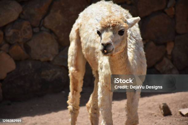 Alpaca With A Funny Face Stock Photo - Download Image Now - Alpaca, Animal, Animal Body Part