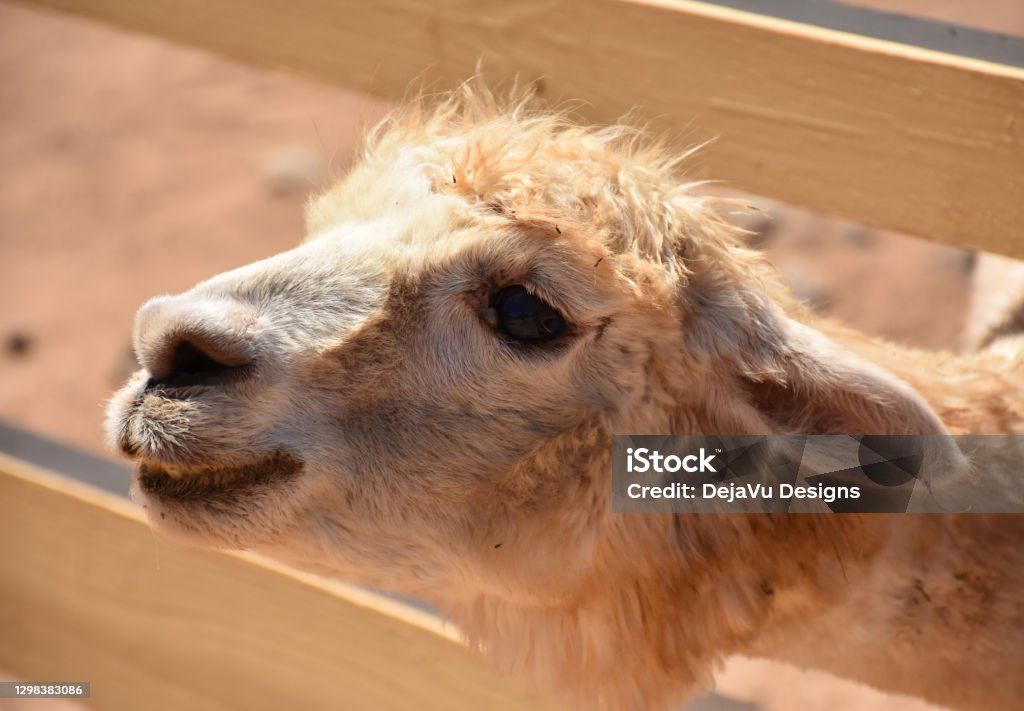 Alpaca with a funny face! White alpaca with bits of hay stuck in his fur. Alpaca Stock Photo