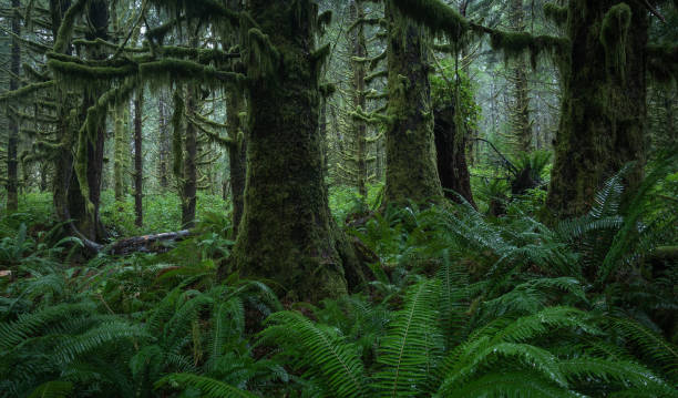 istock Old Growth forest Vancouver Island. 1298383211