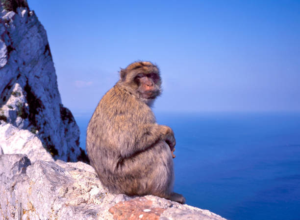 istock Close up of a wild Macaque 1298383320
