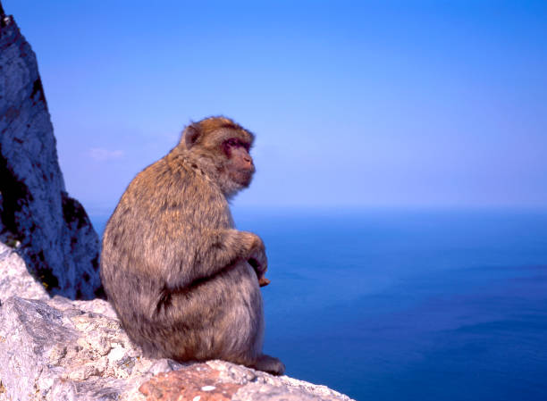 istock Close up of a wild Macaque 1298383325