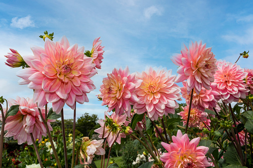 Summer in a garden: Bright blooming Zinnia elegance (dahlia) flower head.