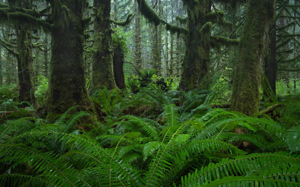 istock Old Growth forest Vancouver Island. 1298383853