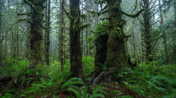 Old Growth forest Vancouver Island.