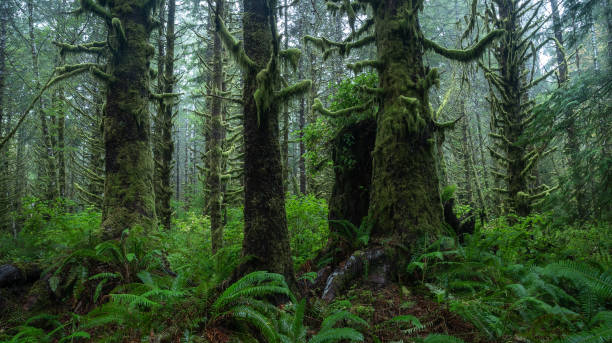 Old Growth forest Vancouver Island. stock photo